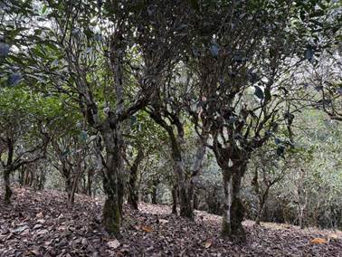 d0e36d086294b867f925b8afed867af4